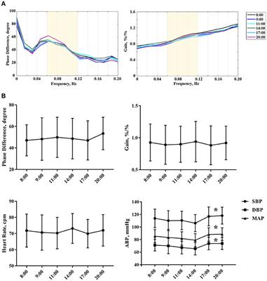 Dynamic Cerebral Autoregulation Remains Stable During the Daytime (8 a.m. to 8 p.m.) in Healthy Adults